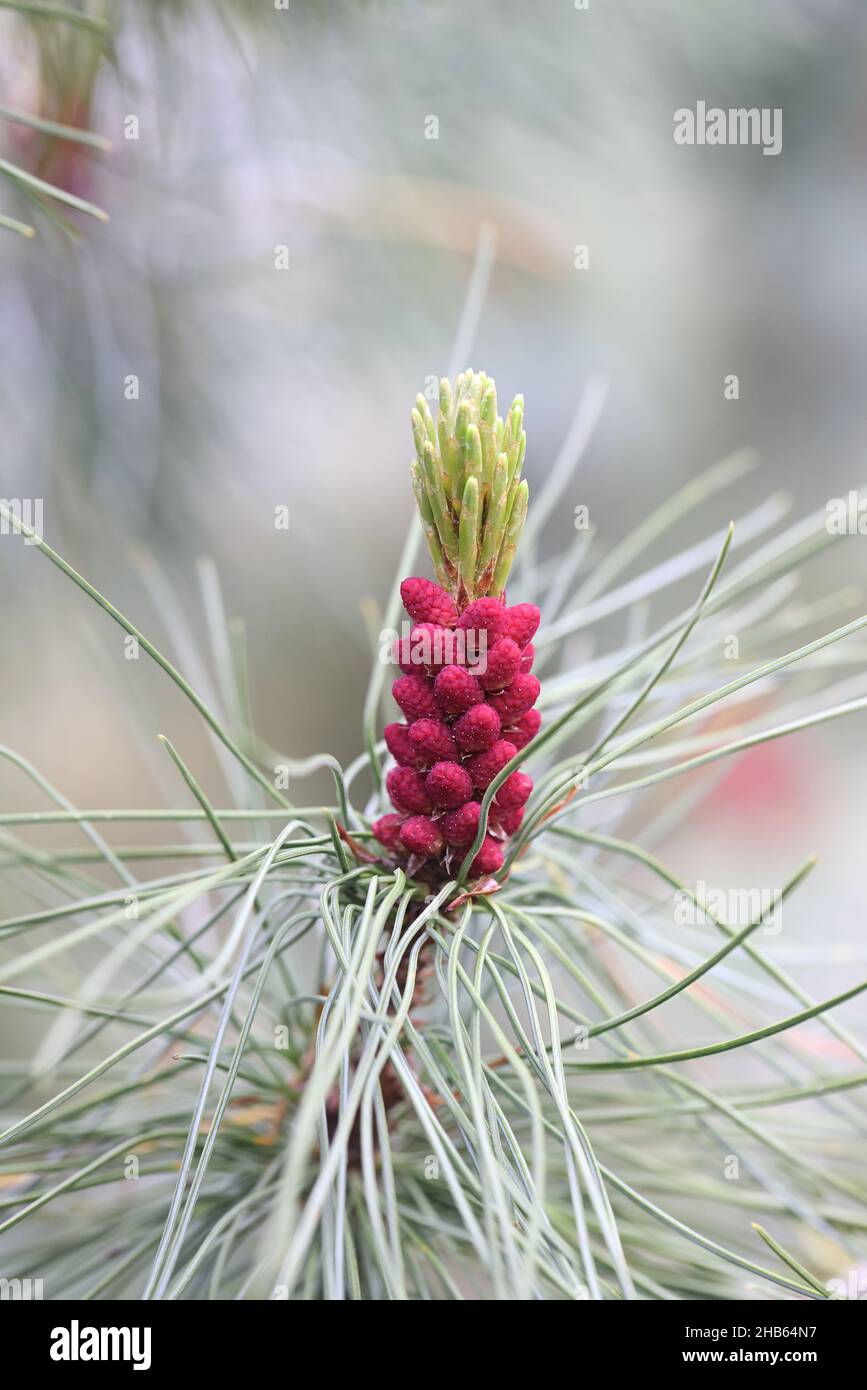 Pinus pumila, comúnmente conocido como pino enano siberiano, pino siberiano enano o pino de piedra enana Foto de stock