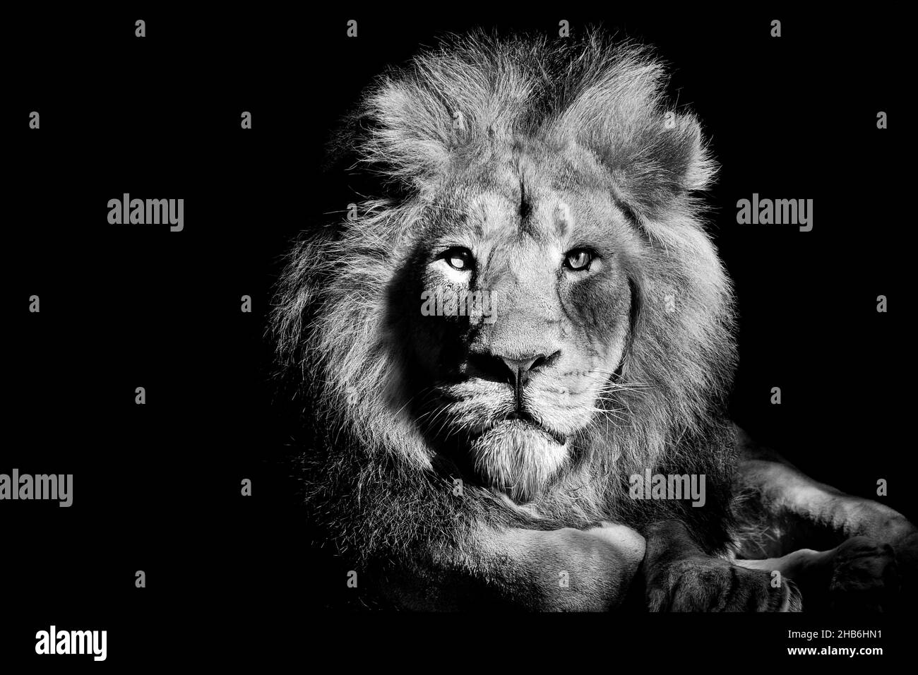 León aislado fondo blanco y negro, cazador de vida silvestre africano Foto de stock