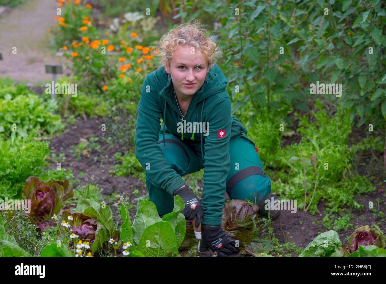 Joven jardinera en la cosecha de verduras frondosas en un huerto , Alemania, Hamburgo, Flottbek Foto de stock