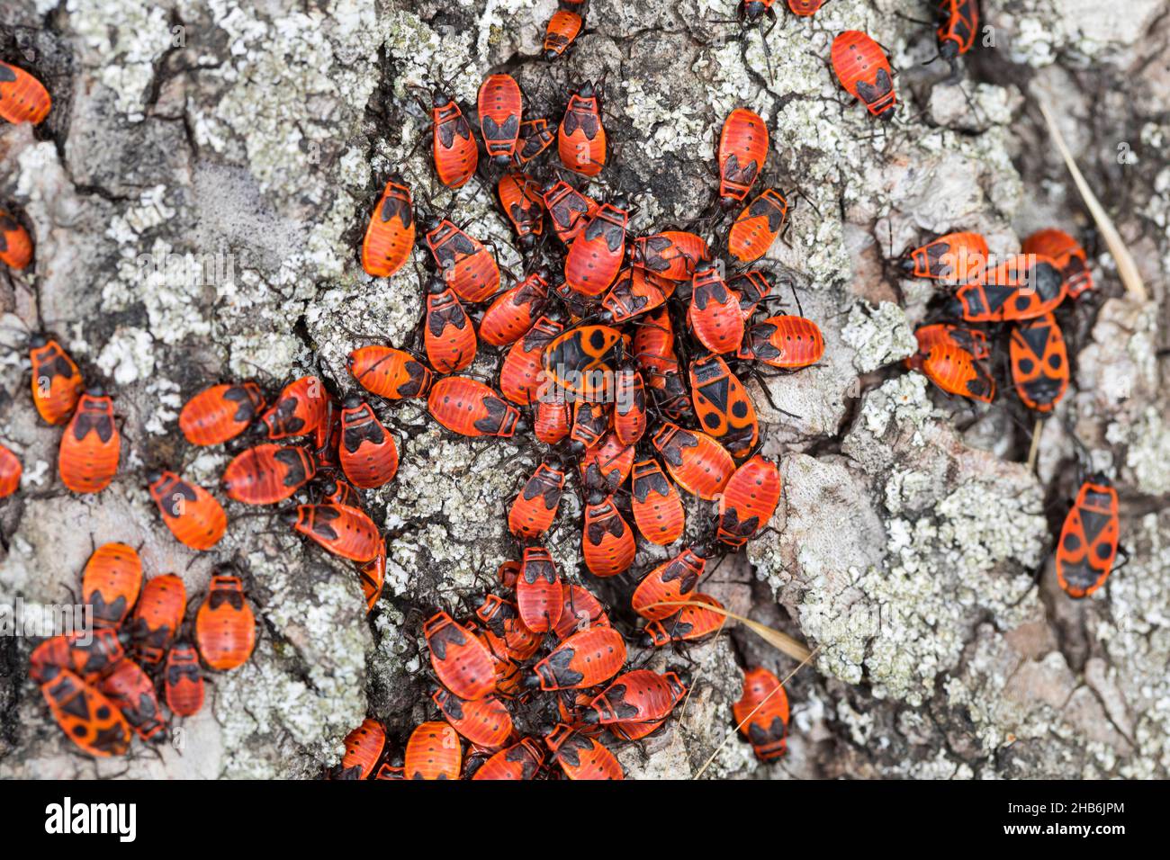 firebug (Pyrrhocoris apterus), imagos y larvas, Alemania Foto de stock