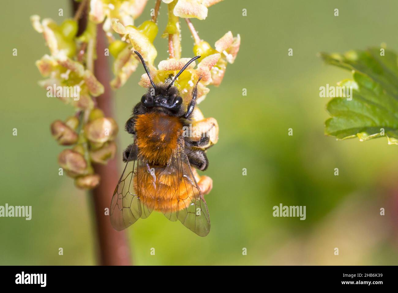 Abeja de madriguera, abeja minera de Tawny, abeja minera de Tawny (Andrena fulva, Andrena armata), mujer que visita un arbusto de grosella floreciente, Alemania Foto de stock