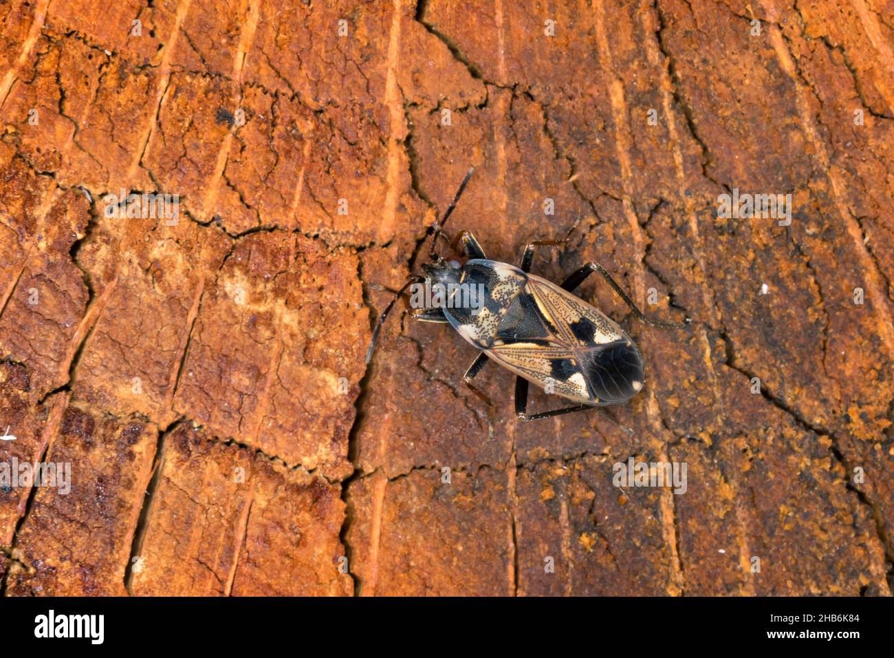 Chinche de maleza, insecto de semilla (Rhyparochromus vulgaris), en madera muerta, vista dorsal, Alemania Foto de stock