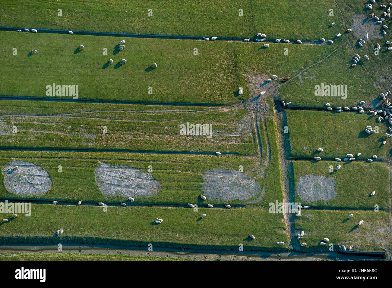 Ovejas domésticas (Ovis ammon f. aries), rebaño de ovejas en praderas de un dique exterior con zanjas de drenaje antiguas, vista aérea , Alemania, Foto de stock