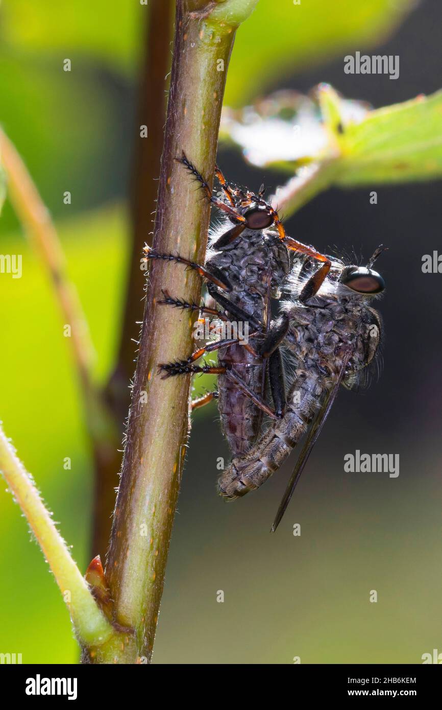 Robberfly (Tolmerus spec, Machimus spec.), apareamiento, Alemania Foto de stock