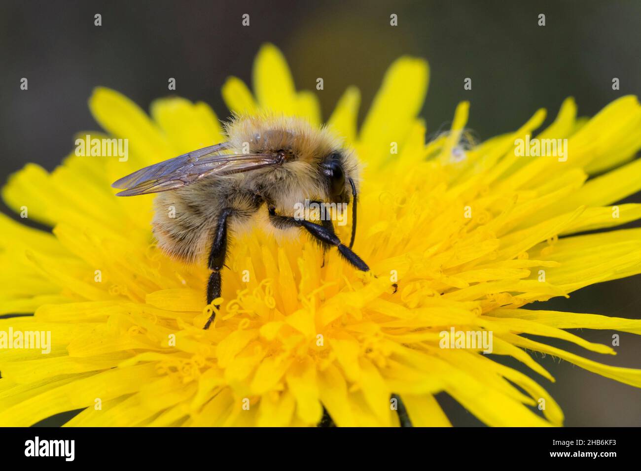 La abeja cardera, la abeja cardera común (Bombus pascuorum, Bombus agrorum, Megabombus pascuorum), se sienta en una flor de diente de león, Alemania Foto de stock