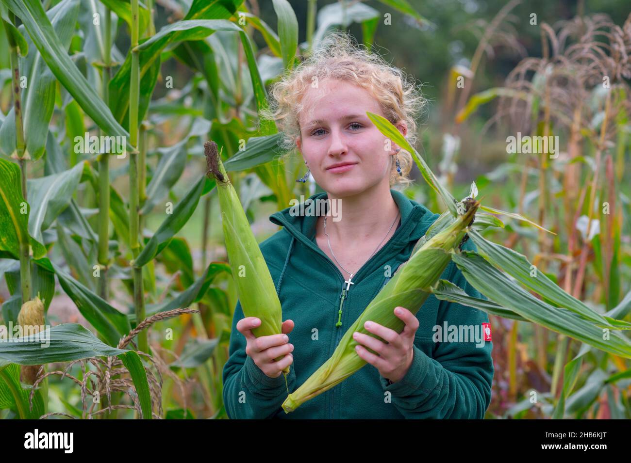 Maíz indio, maíz (Zea mays), joven jardinera en la cosecha de maíz en un huerto , Alemania, Hamburgo, Flottbek Foto de stock