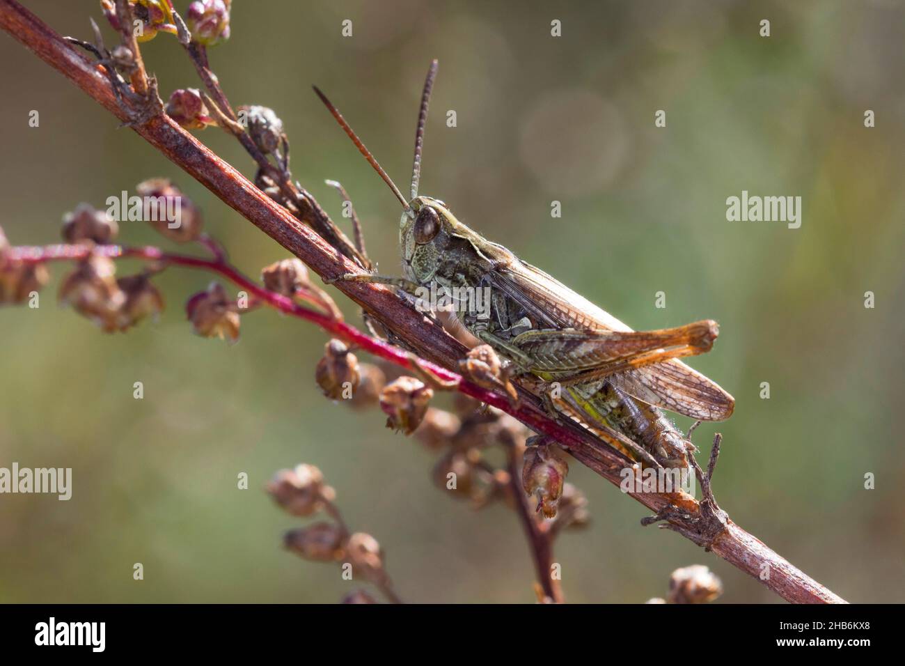 Campo menor Grasshopper (Chorthippus mollis, Glyptobothrus mollis, Stauroderus mollis), macho, Alemania Foto de stock