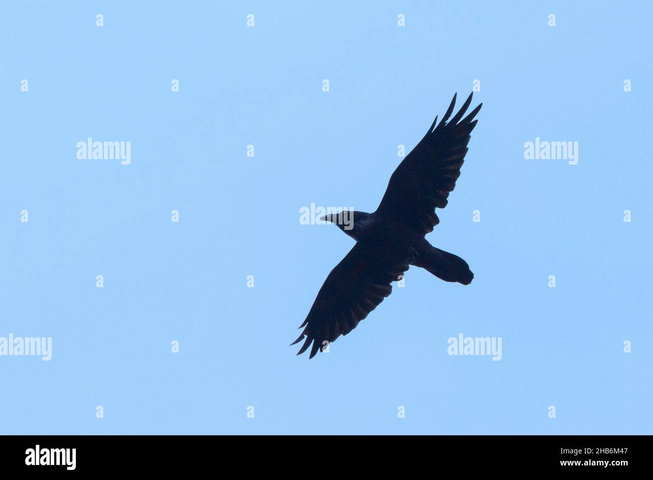 Cuervo común (Corvus corax), en vuelo frente al cielo azul, Alemania Foto de stock