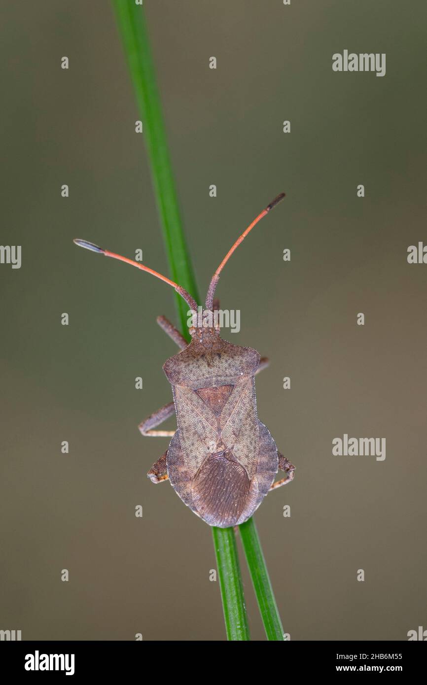 El insecto de calabaza (Coreus marginatus, Mesocerus marginatus), se sienta en una hoja de hierba, Alemania Foto de stock