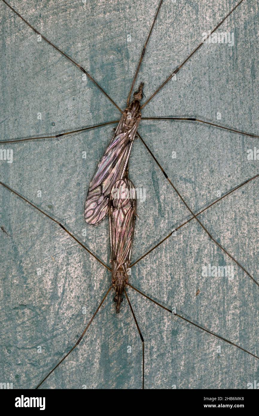 Moscas de la grúa, moscas de la grúa, patas largas de papá (especificación Tipula), apareamiento, Alemania Foto de stock