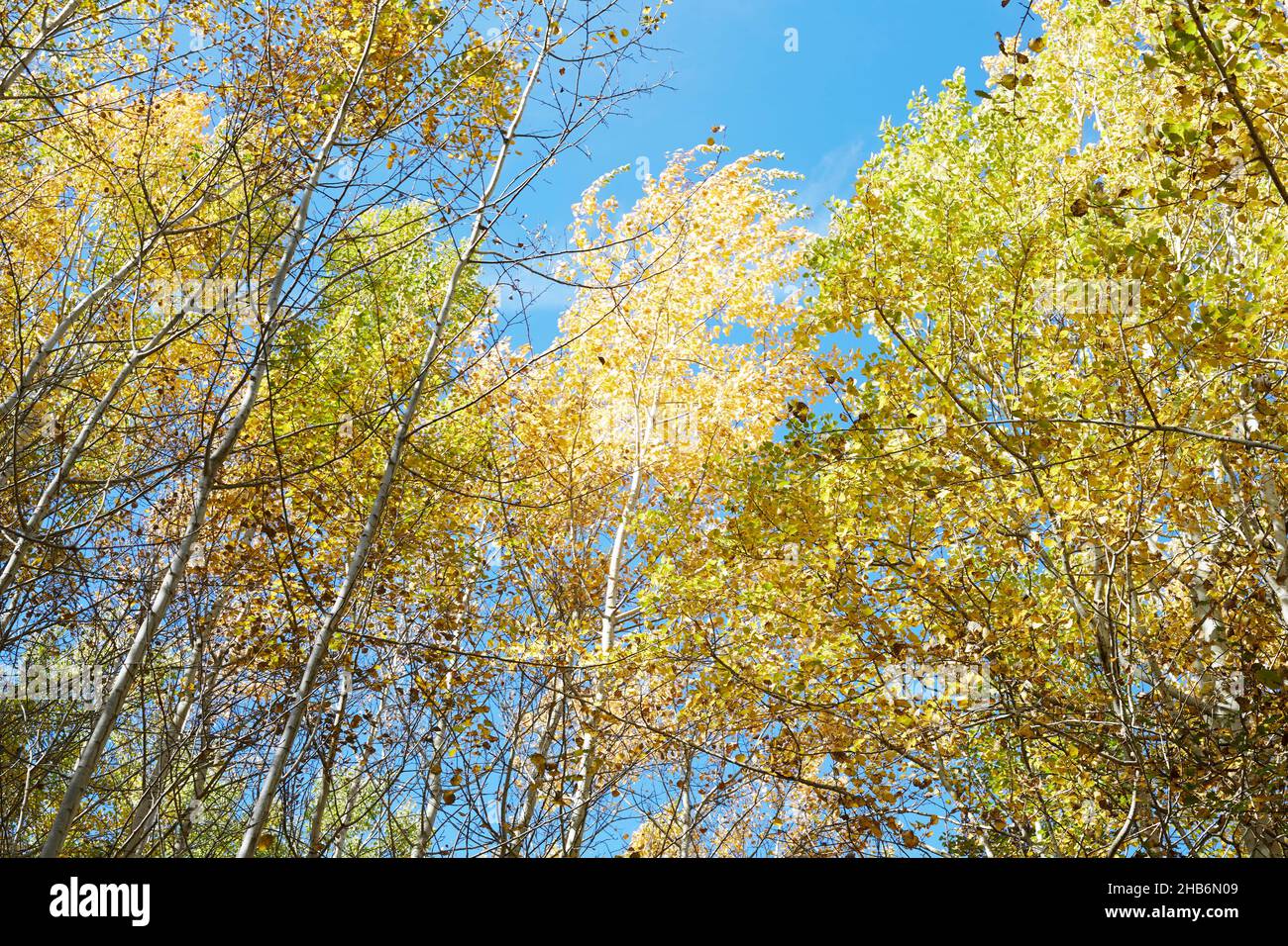 Bosque de otoño, árboles contra el cielo con hojas coloridas Foto de stock
