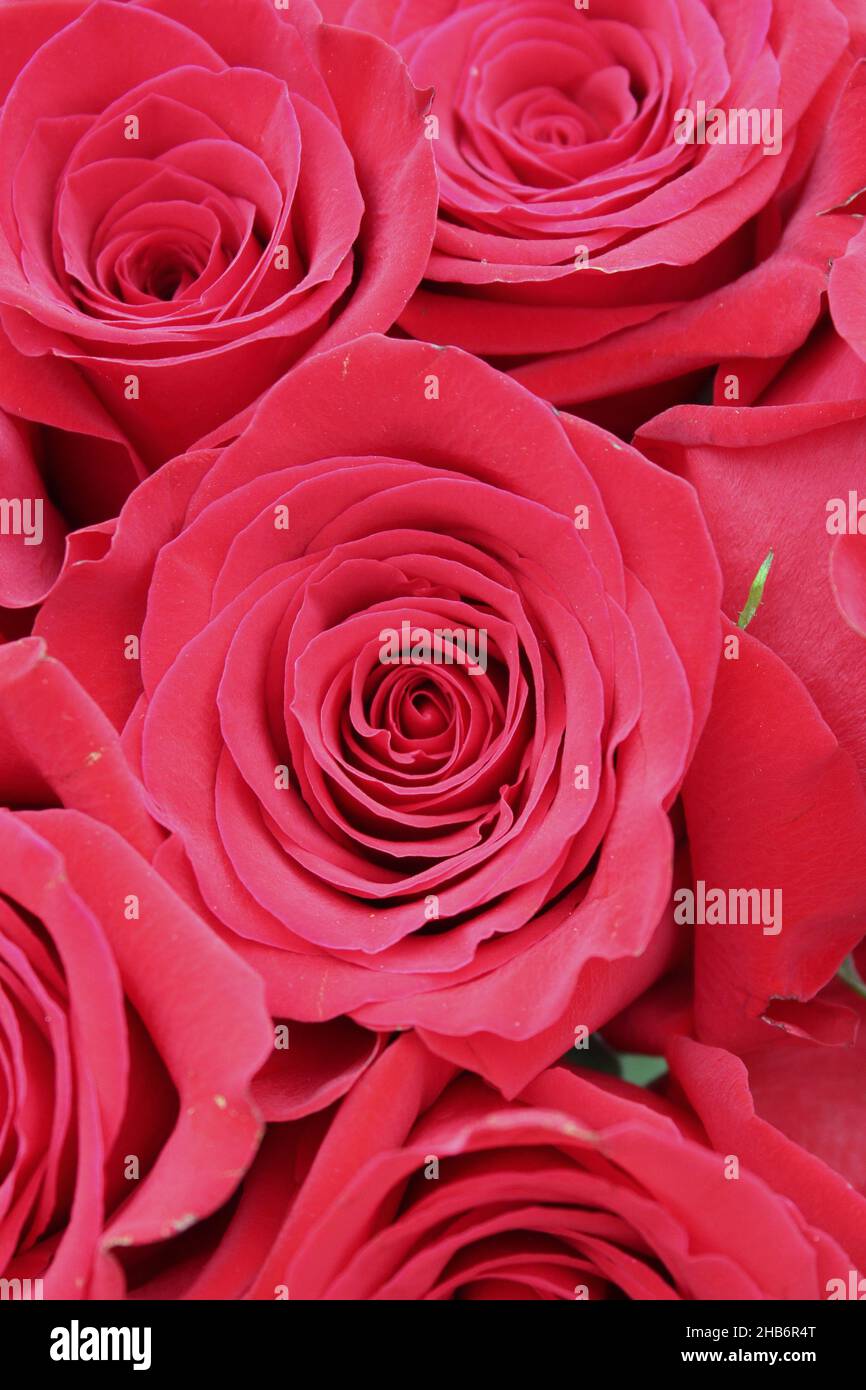 Hermoso bouquet de rosas rojas brillantes en flor completa Fotografía de  stock - Alamy