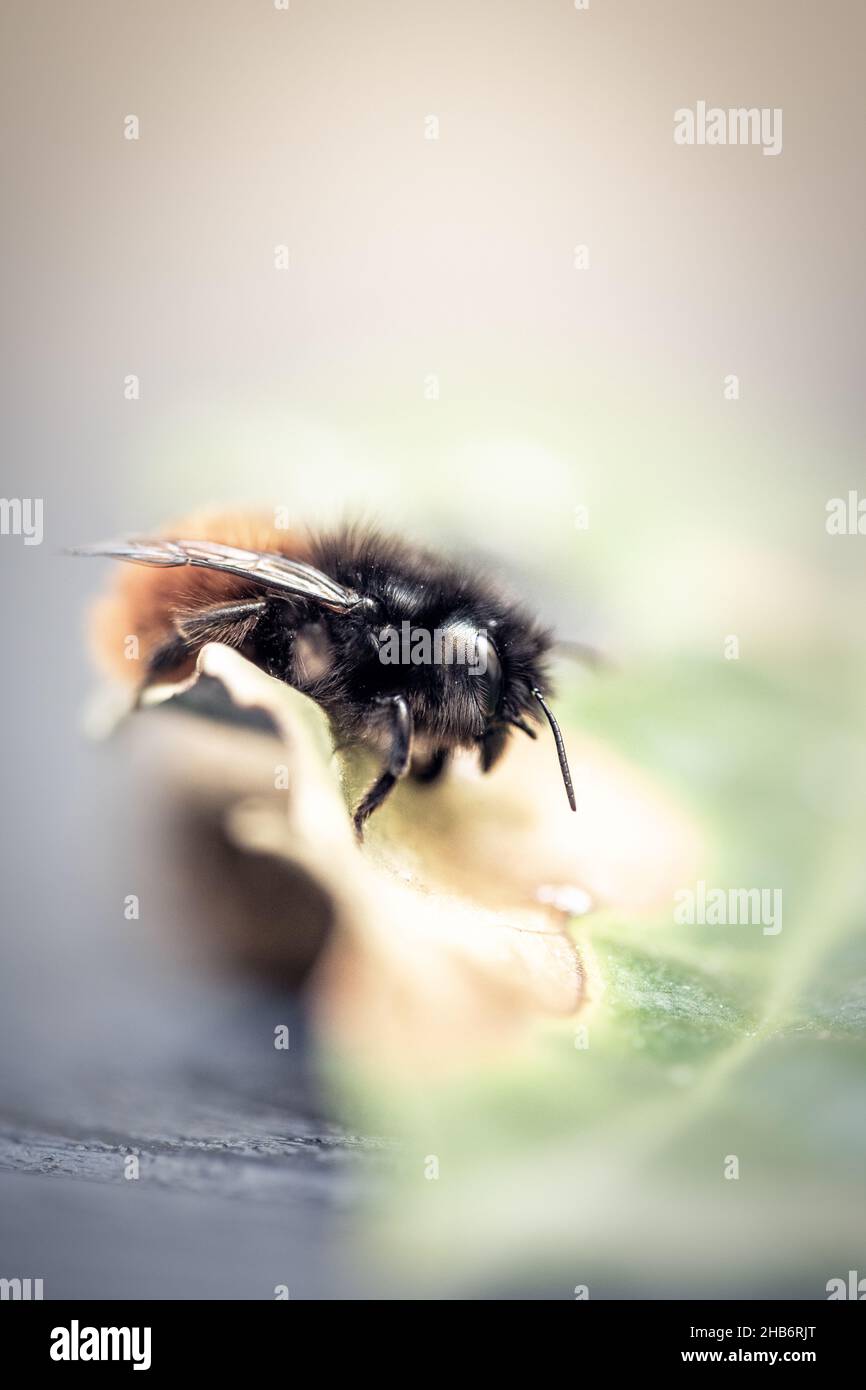 Hummel / Bumbel abeja Foto de stock