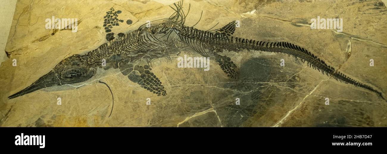 Mixosaurus panxianensis en el Museo de la Muestra del Instituto de Paleontología de Vertebrados y la Academia China de Ciencias de Paleoantropología. Foto de stock