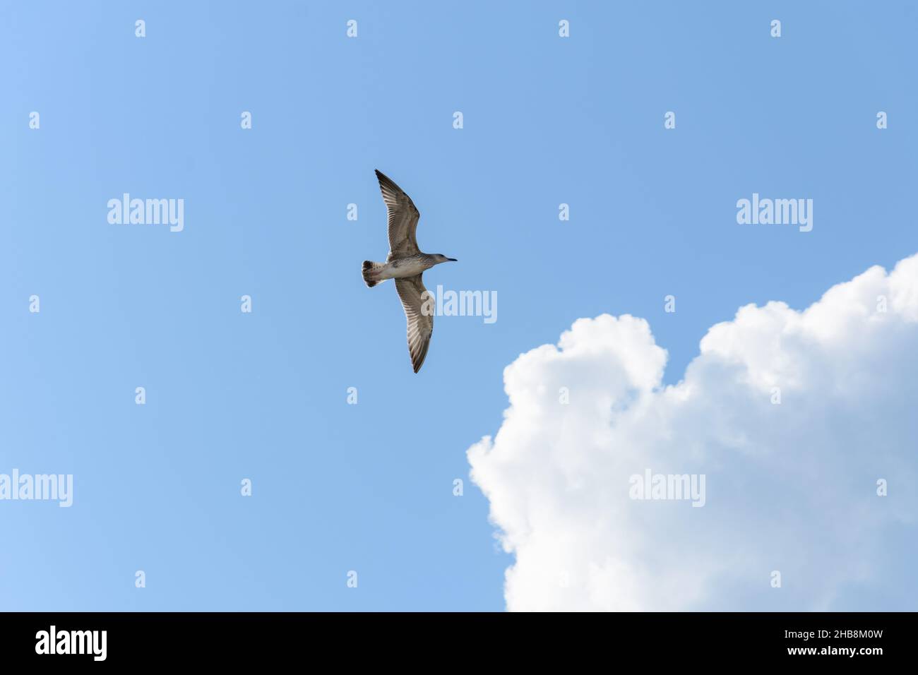Volando la gaviota contra el cielo Foto de stock