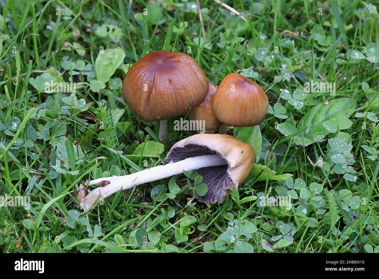 Coprinellus micaceus, también llamado Coprinus micaceus, comúnmente conocido como glistering Inkcap, hongo silvestre de Finlandia Foto de stock