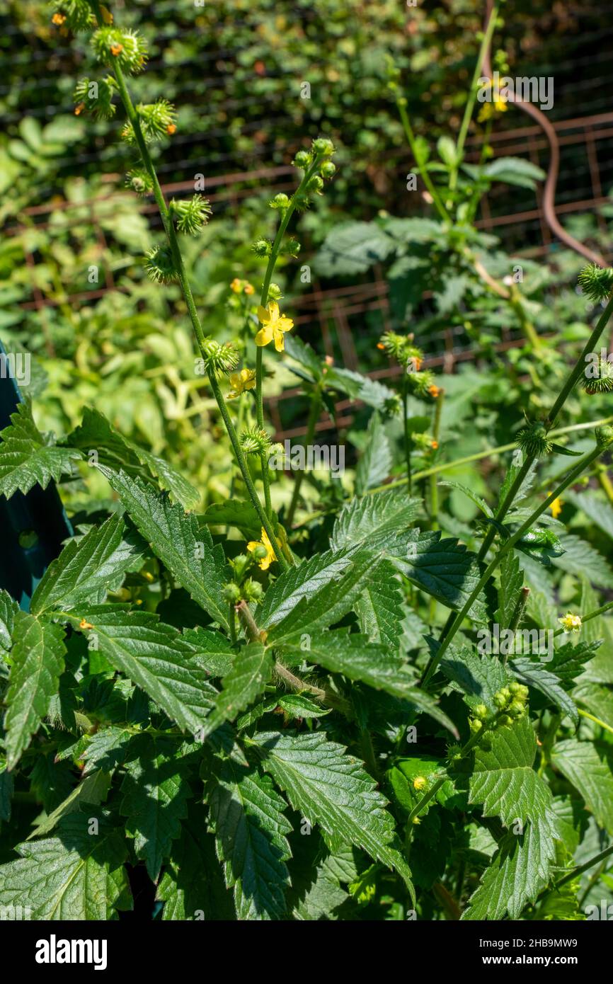 Issaquah, Washington, Estados Unidos. Agrimonia vellosa (Agrimonia pilosa) Hierba de flores perennes Foto de stock