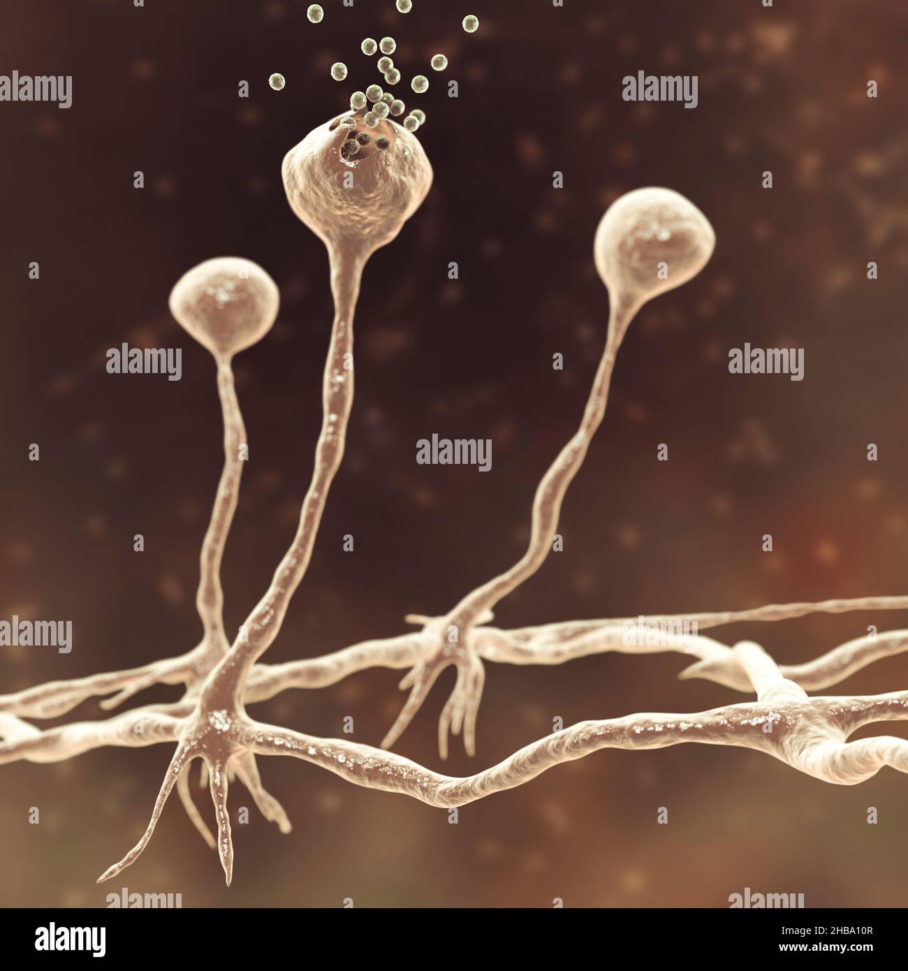 Hongo Rhizopus, ilustración. Algunas especies de Rhizopus son agentes