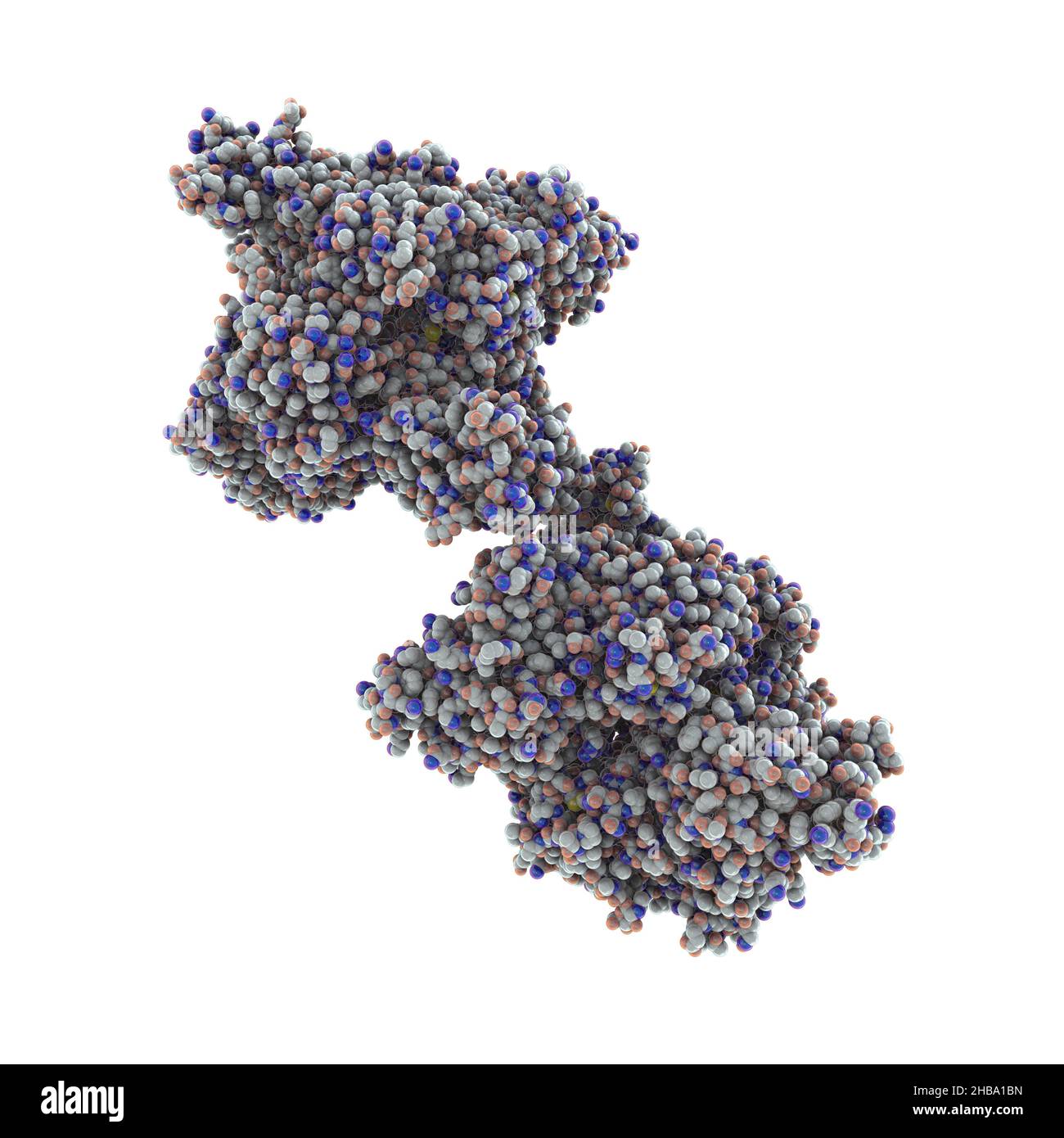 Molécula de la enzima beta-hexosaminidasa A, o HEXA, ilustración. Las mutaciones en el gen que codifica HEXA disminuyen la hidrólisis de GM2 gangliósidos, que es la causa principal de la enfermedad de Tay-Sachs. Foto de stock