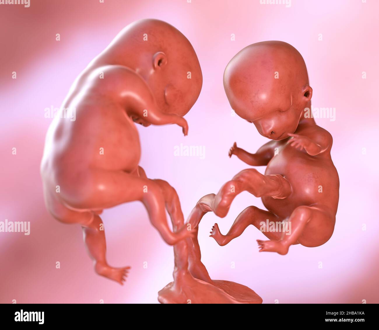 Feto 9 semanas fotografías e imágenes de alta resolución - Alamy Feto 9 semanas fotografías e imágenes de alta resolución - Alamy