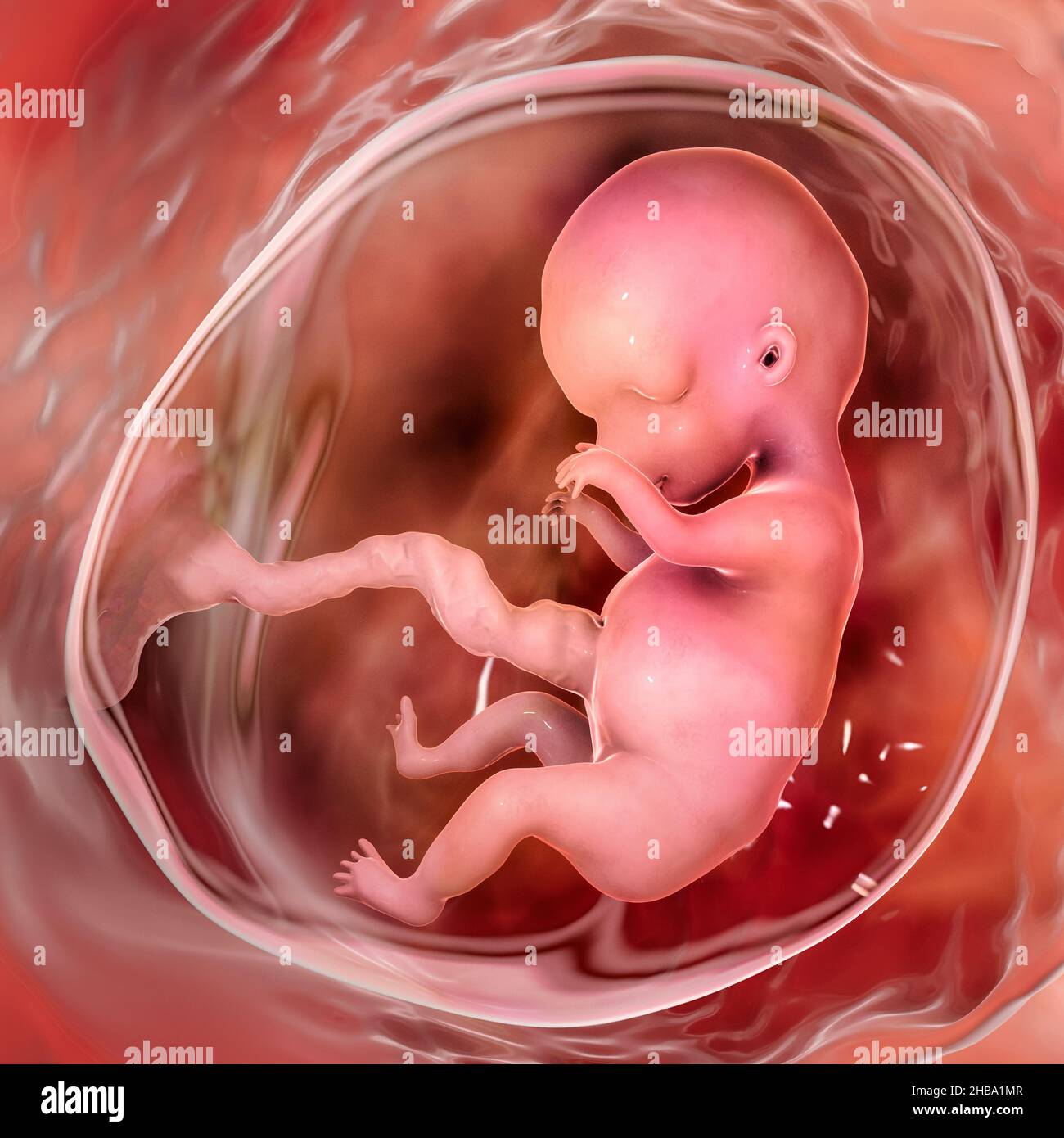 Feto 9 semanas fotografías e imágenes de alta resolución - Alamy Feto 9 semanas fotografías e imágenes de alta resolución - Alamy