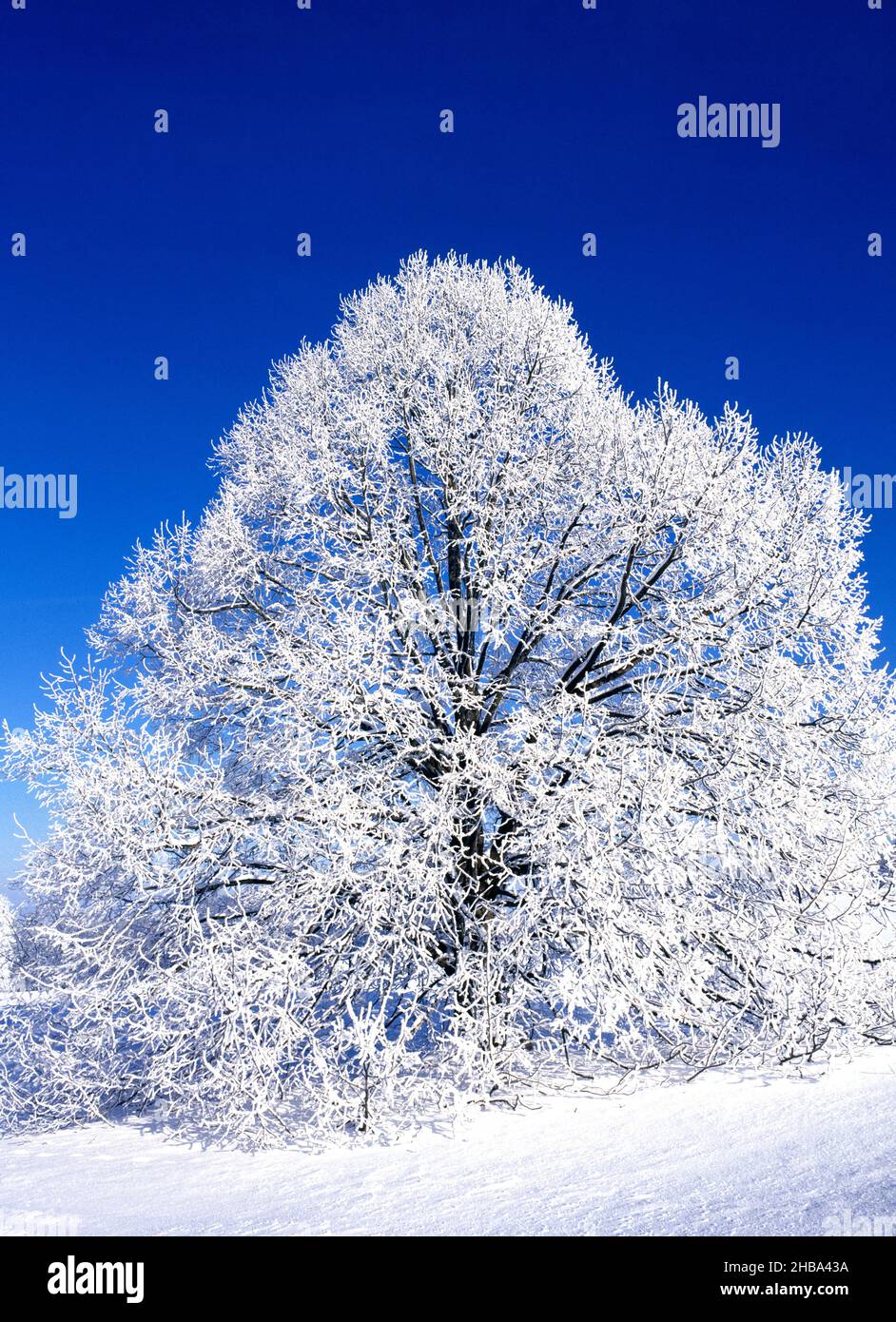 Árbol cubierto de nieve, Chiemgau, Alta Baviera, Alemania Foto de stock