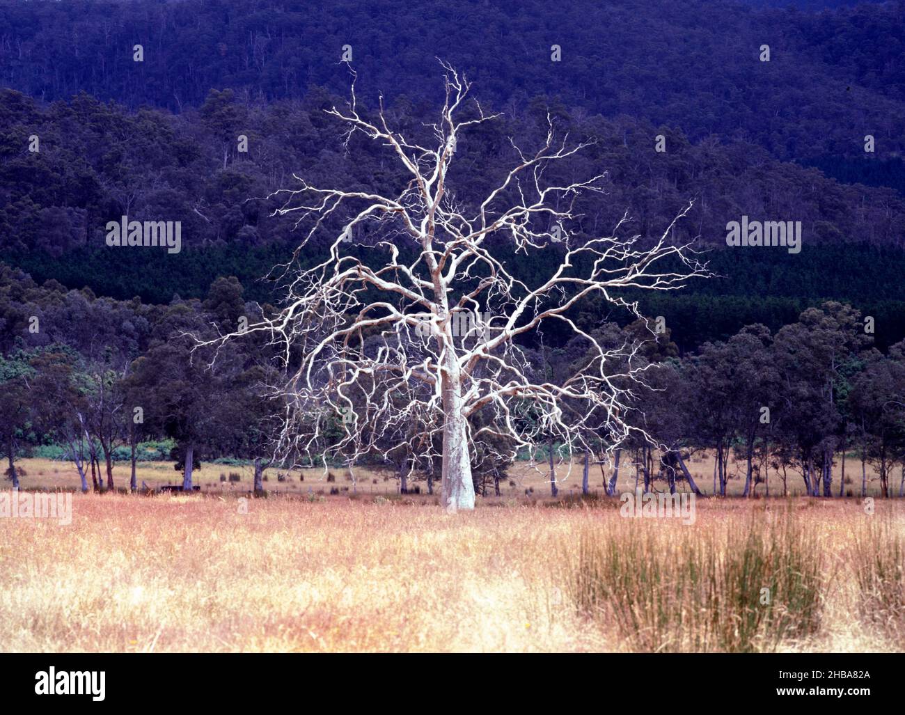 Árbol sin hojas muerto en el campo, Tasmania, Australia Foto de stock