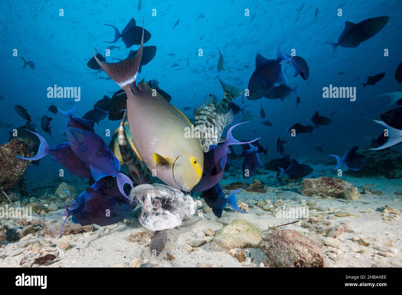 Peces de coral comen cebo de pescado, Acanthurus xanthopterus, Atolón Male del Norte, Océano Índico, Maldivas Foto de stock