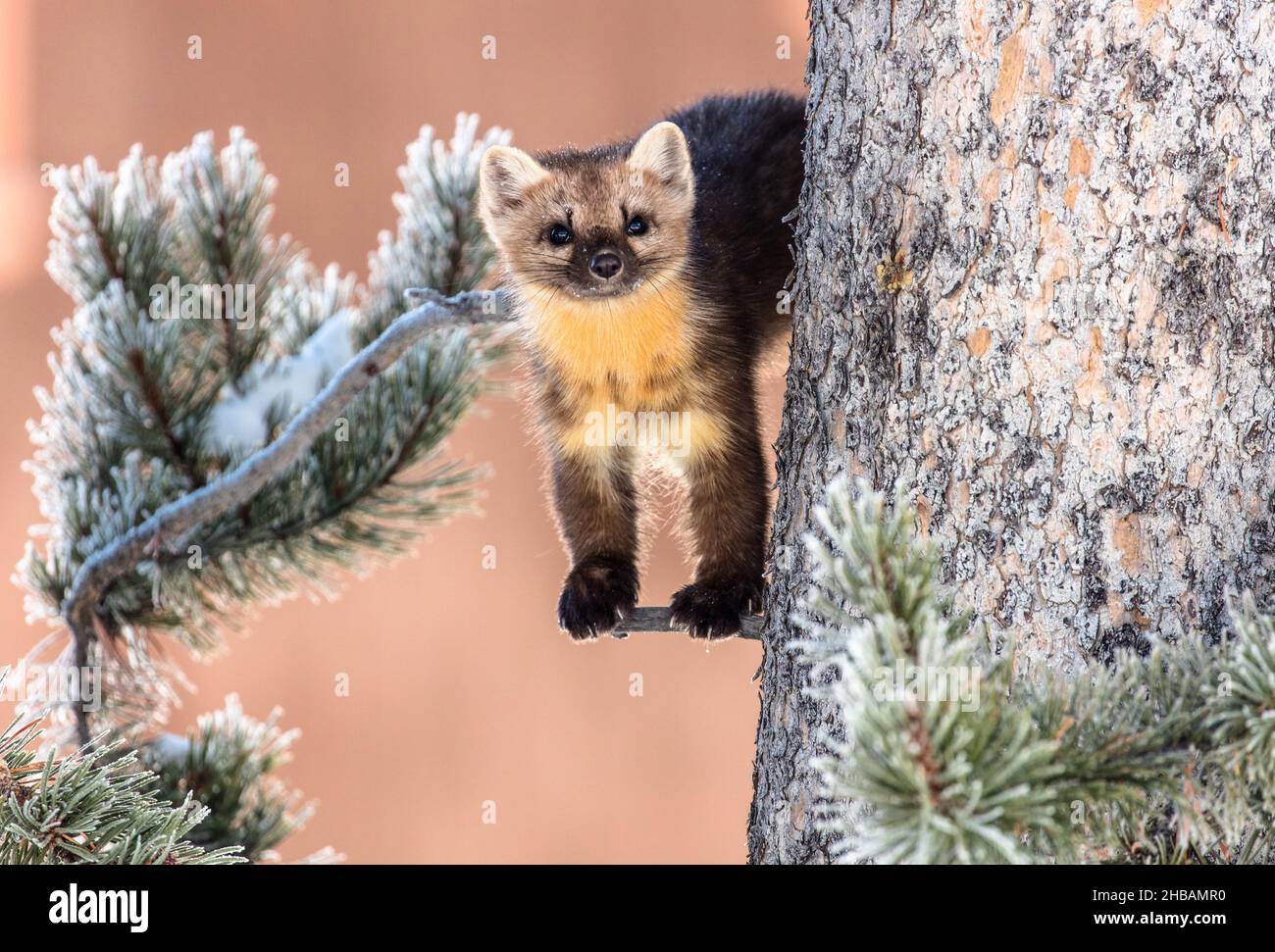 Marten en un árbol. Parque Nacional Yellowstone, Wyoming, Estados Unidos. Una versión única y optimizada de una imagen por NPS Ranger JW Frank; Crédito: NPS/Jacob W. Frank Foto de stock