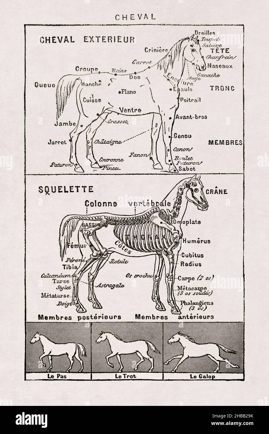 Antigua ilustración sobre caballos impresa en el diccionario francés 'Dictionnaire complet illustré' por el editor Larousse en 1899. Foto de stock