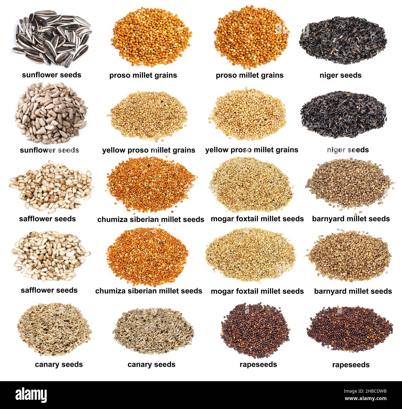 comodidad Inferir Álgebra conjunto de pilas de semillas de aves variuas con nombres recortada sobre  fondo blanco Fotografía de stock - Alamy