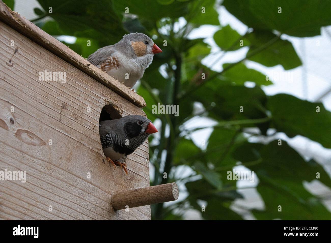 Primer plano de dos pinzones de cebra en una casa de pájaros Foto de stock