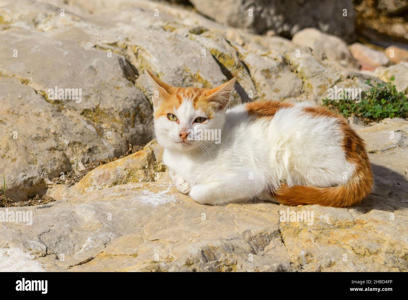 El gato doméstico, coloquialmente llamado pusgato Fotografía de stock -  Alamy
