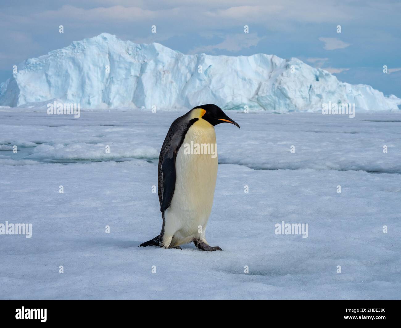 Pingüino emperador Aptenodytes forsteri cerca de la colonia en Snow Hill sobre el hielo marino