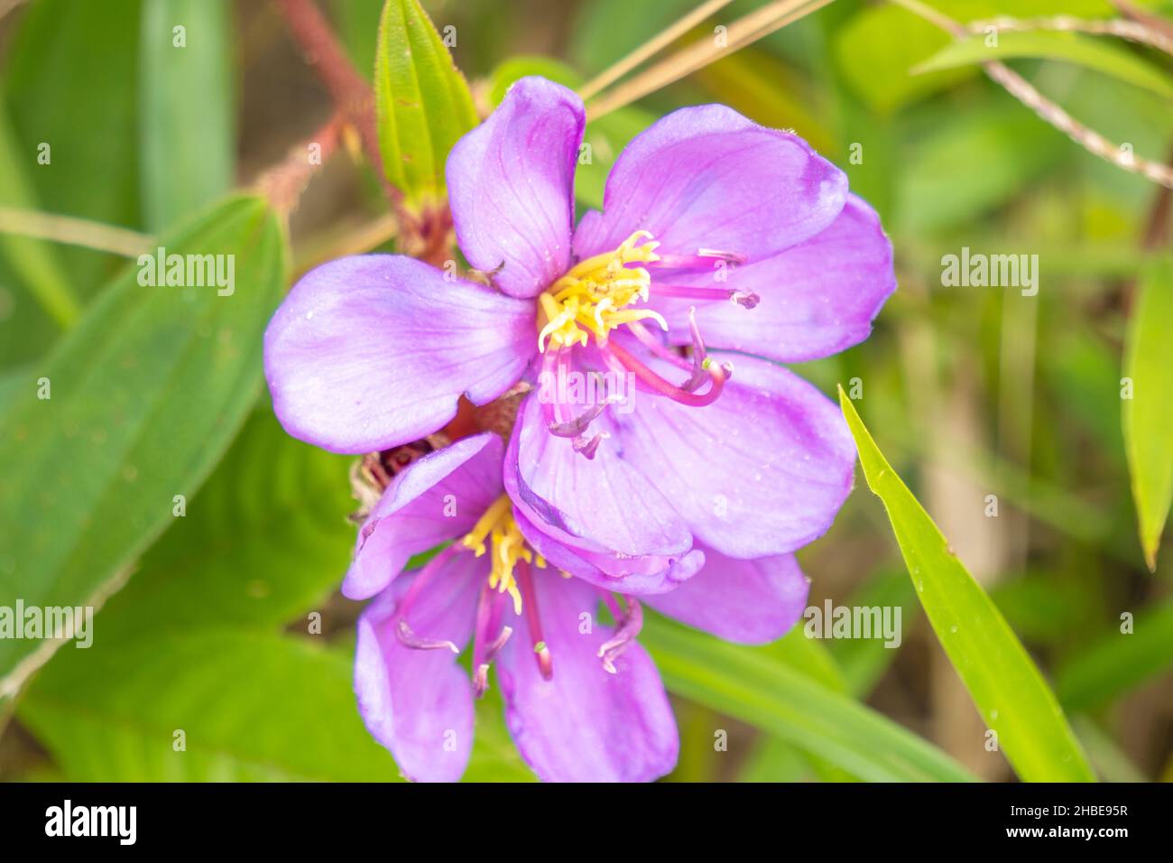Primer plano de una flor púrpura floreciente macro foto romántica estación Foto de stock