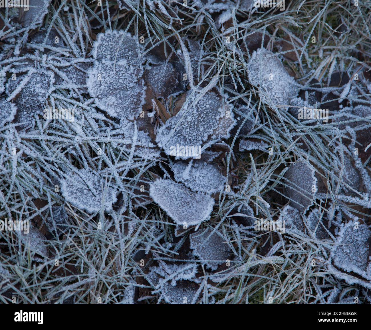 LAS HELADAS se han asentado en las hojas en la naturaleza en un día frío Foto de stock