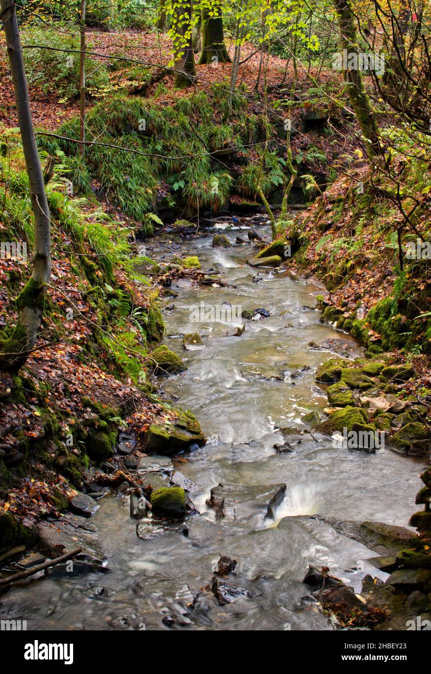 Mirando hacia abajo en un arroyo del bosque en otoño, con hojas caídas en la orilla del río y árboles enmarcando la imagen Foto de stock