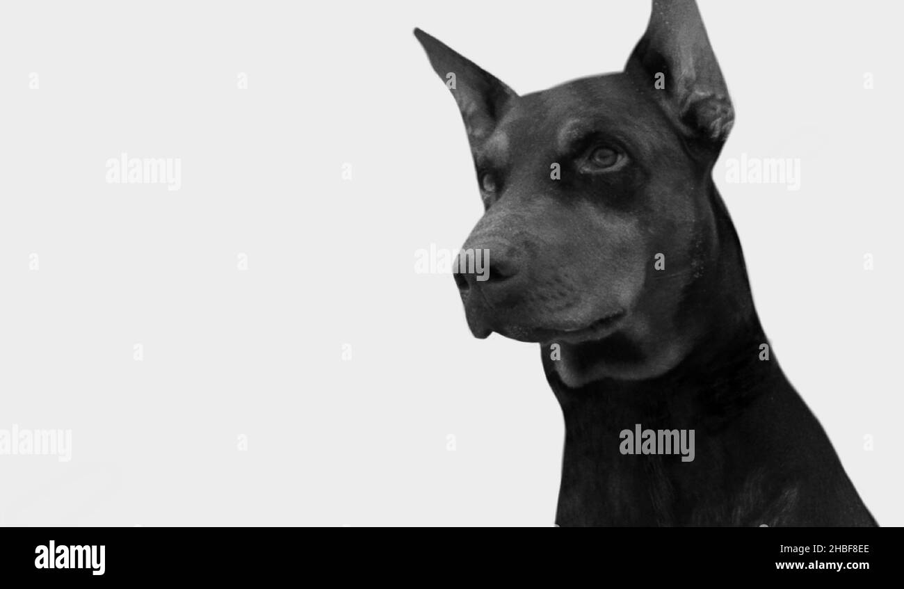 Doberman perro Imágenes de stock en blanco y negro - Alamy