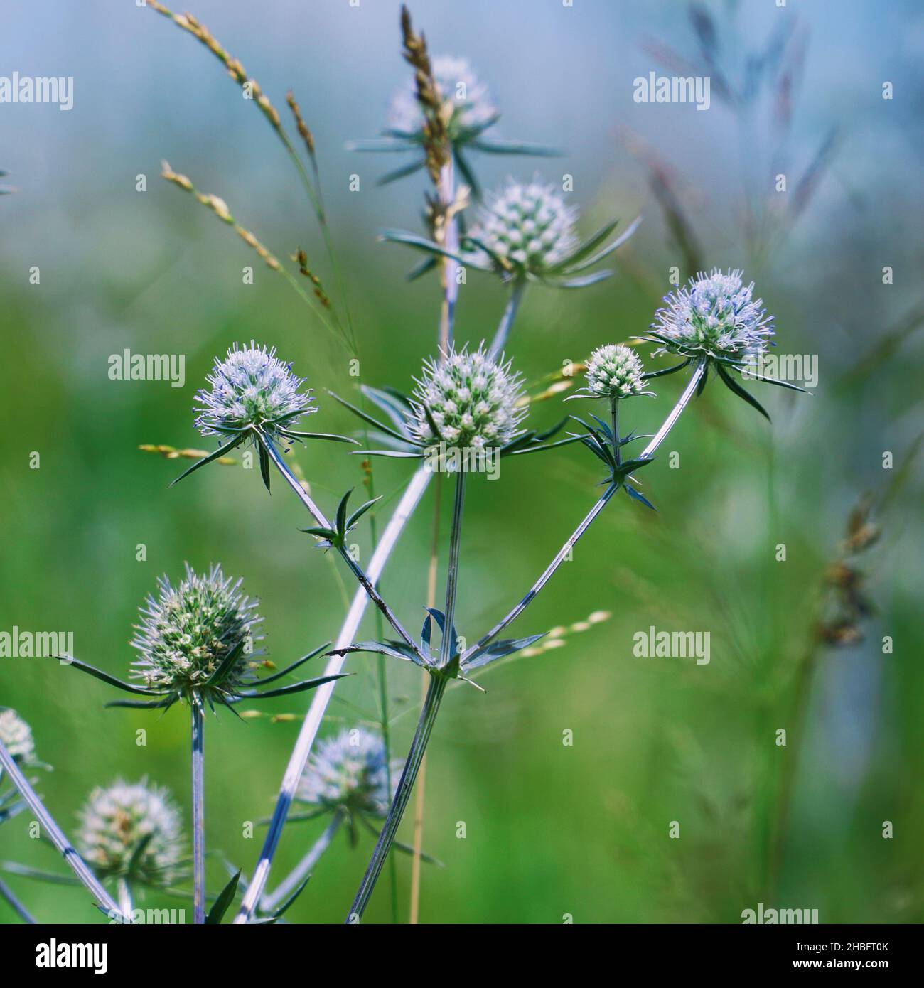 La planta medicinal silvestre Sea Holly o Eryngium. Eryngium palmatum Fotografía de stock Alamy