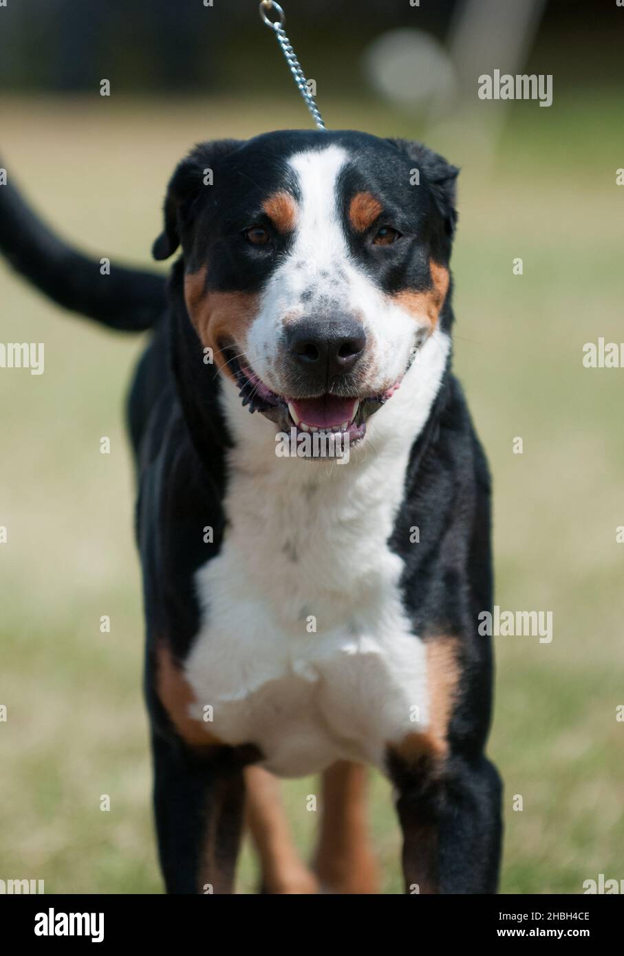 Gran perro de montaña suizo de cerca de la cámara de frente Foto de stock