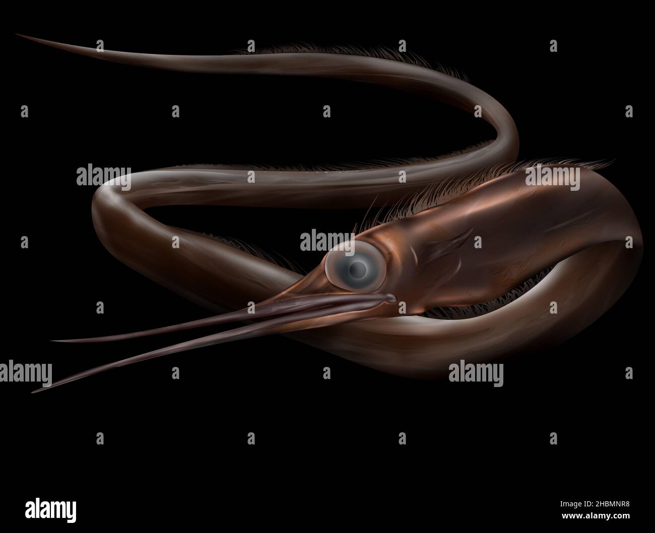 Anguila snipe, Nemichthyidae. Peces pelágicos en el océano Foto de stock