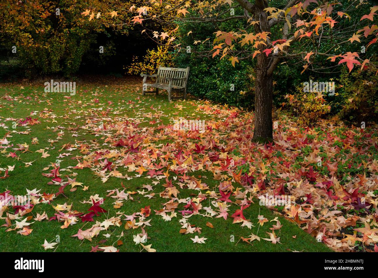 Alfombra de hojas y banco de jardín en color otoñal en los jardines Hillier, Hampshire, Inglaterra Foto de stock