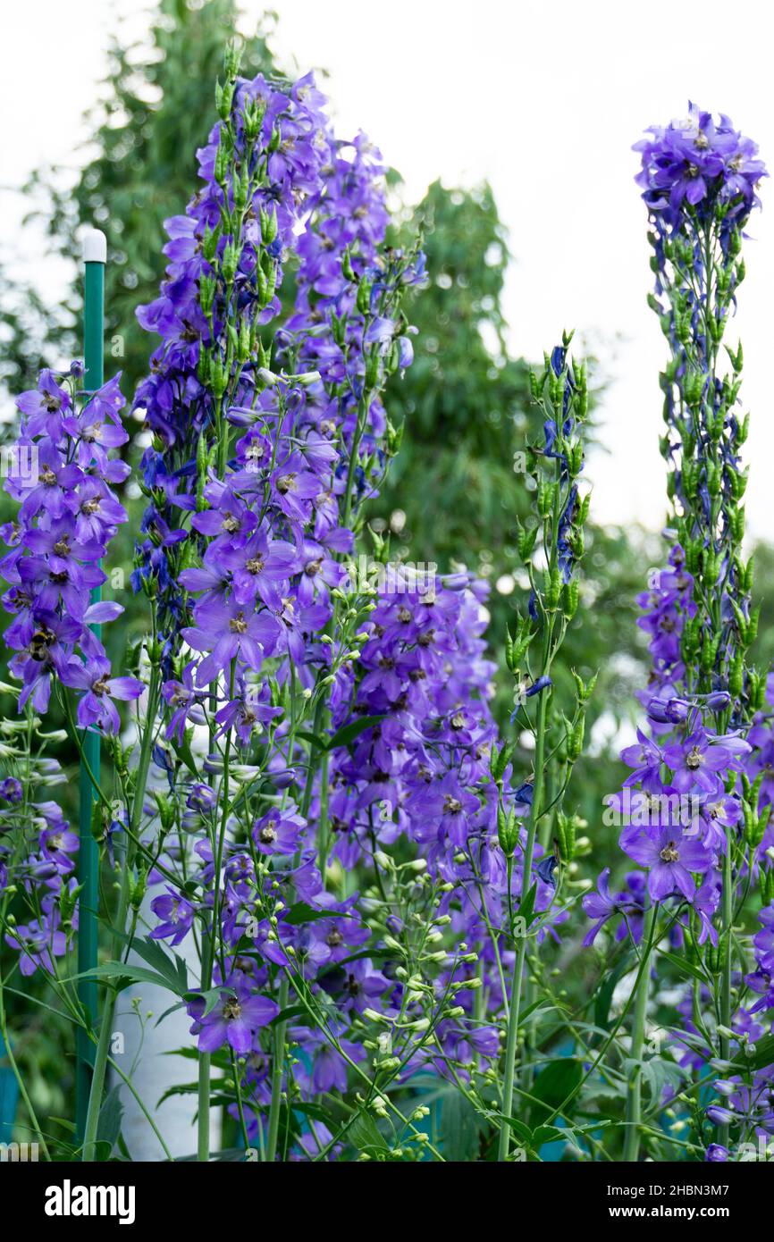 Campanilla violeta fotografías e imágenes de alta resolución - Página 17 -  Alamy