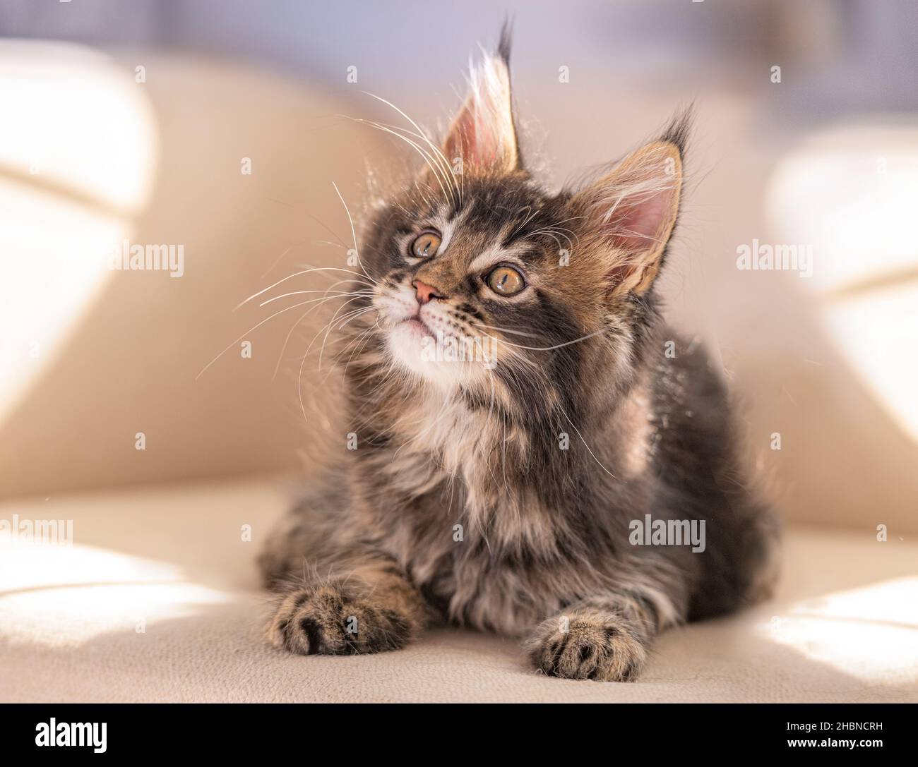 Curioso, alerta de 9 semanas de Maine Coon gato gatito Foto de stock