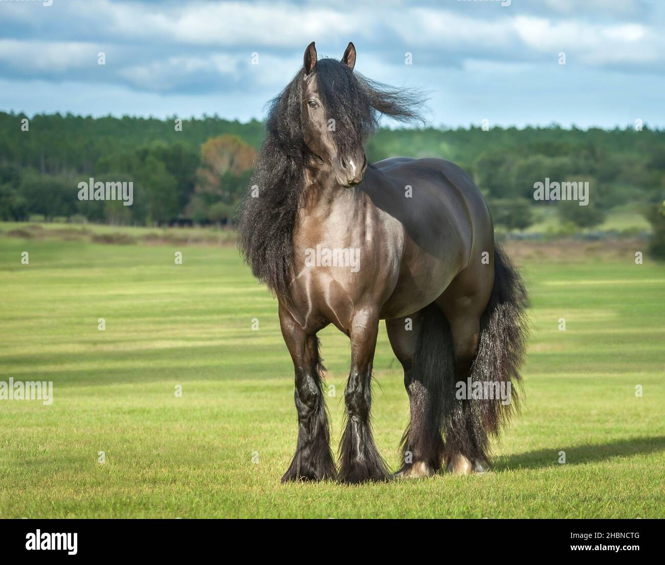 Gipsy Vanner yegua caballo en el paddock abierto Foto de stock