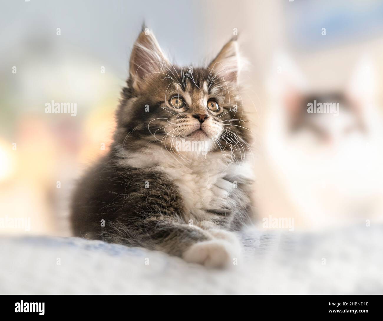 9 semanas de edad Maine Coon gato gatitos tumbados en la cama Foto de stock