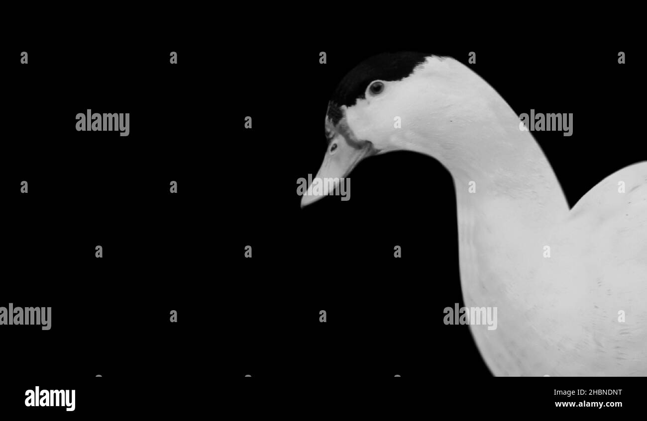 Cara de pato pekin blanco sobre fondo negro Foto de stock