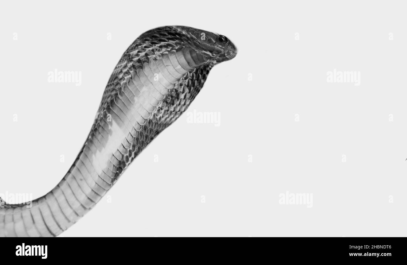 Peligroso Rey Cobra Serpiente Cara sobre el fondo negro Foto de stock