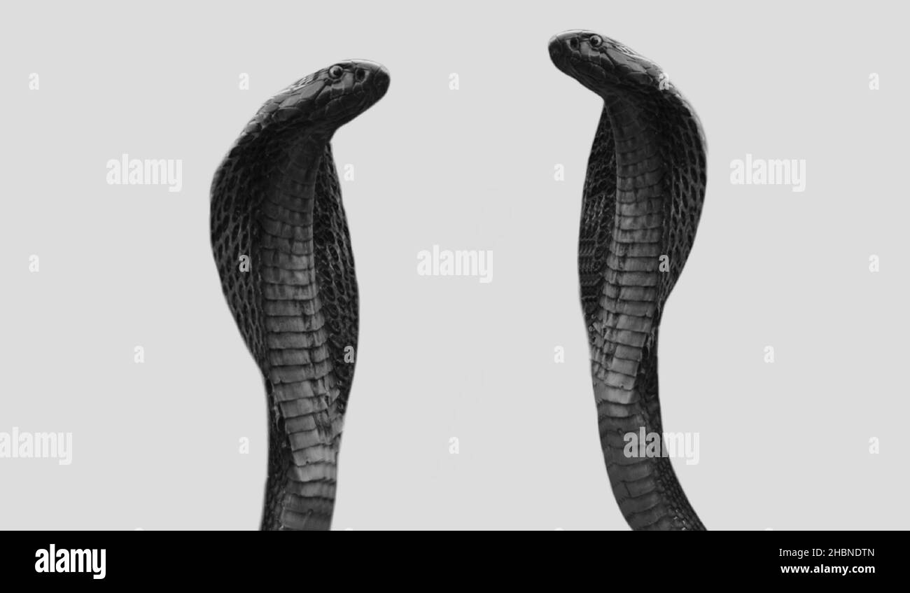 Dos peligrosas Serpiente Cobra Rey sobre el fondo blanco Foto de stock