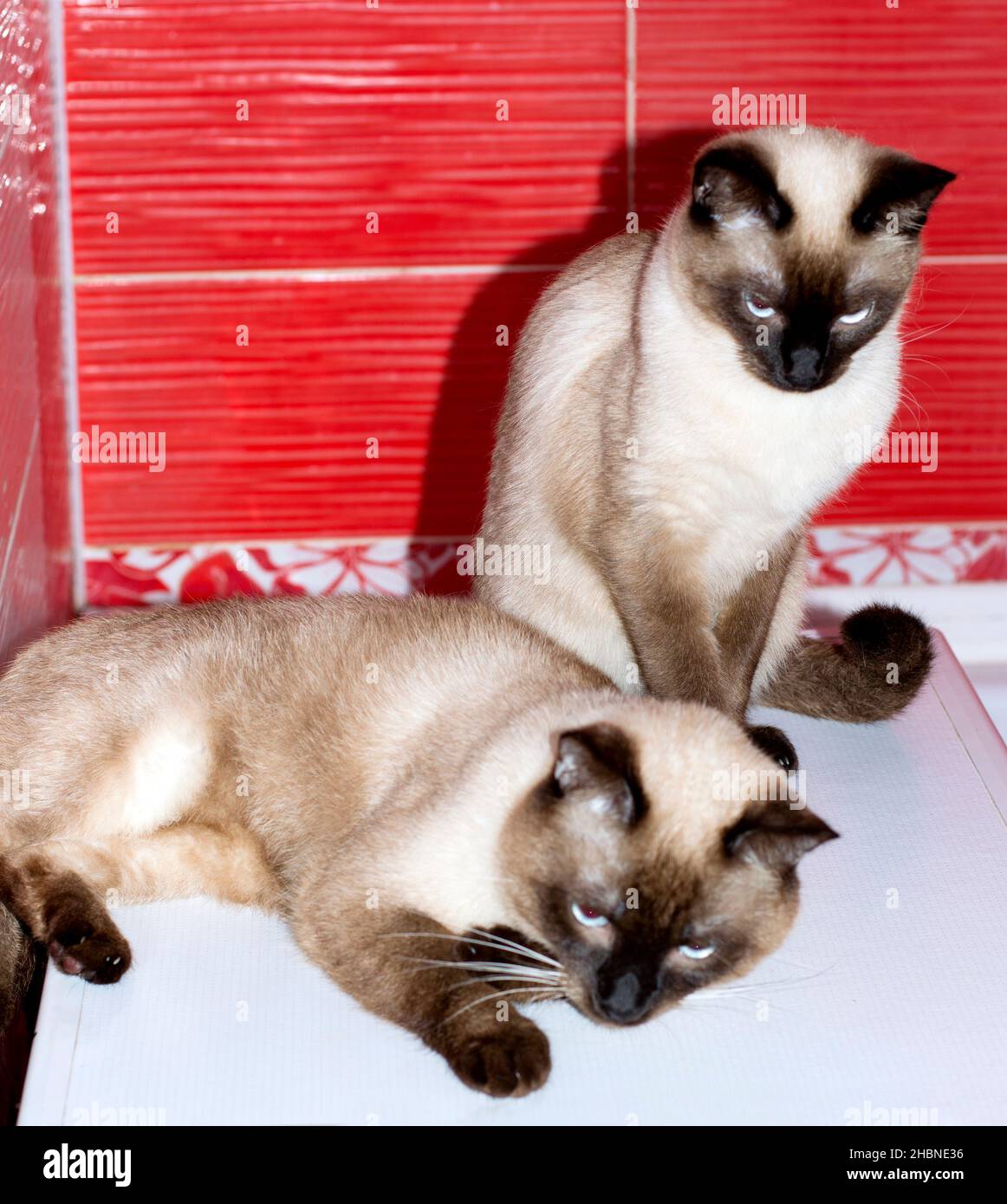 Pareja de casados Thai gato y gato, gatos, gatitos y gatos en la casa,  mascotas sus fotos y su vida Fotografía de stock - Alamy